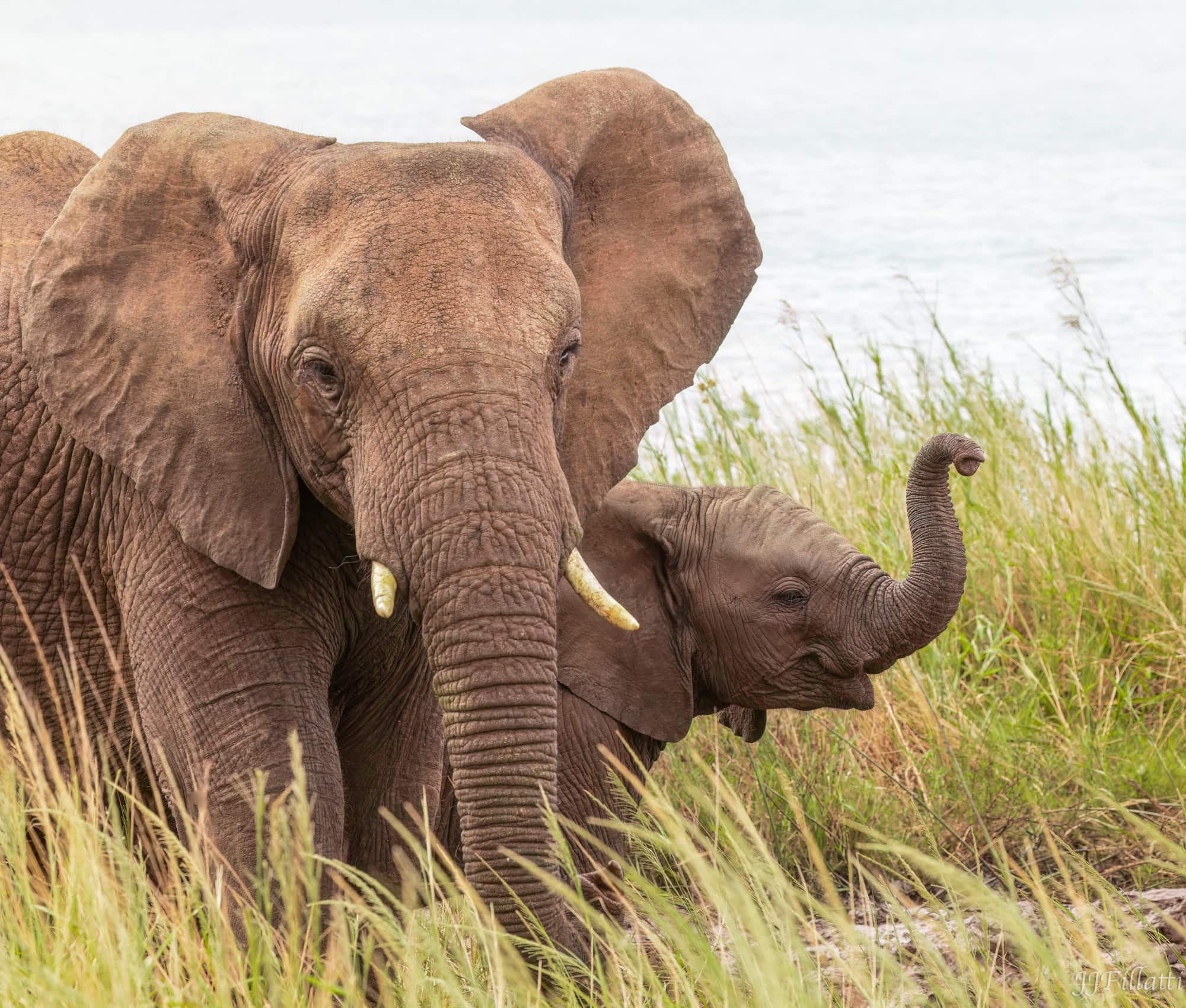 wildlife of Zimanga image 4